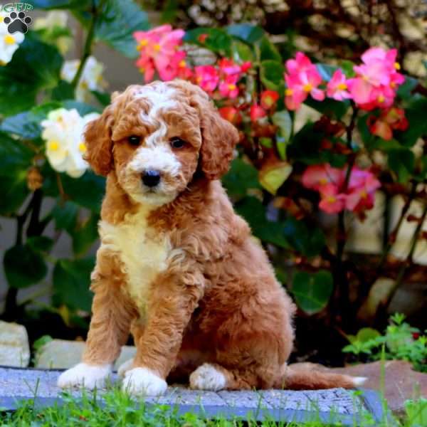 Carter, Miniature Poodle Puppy