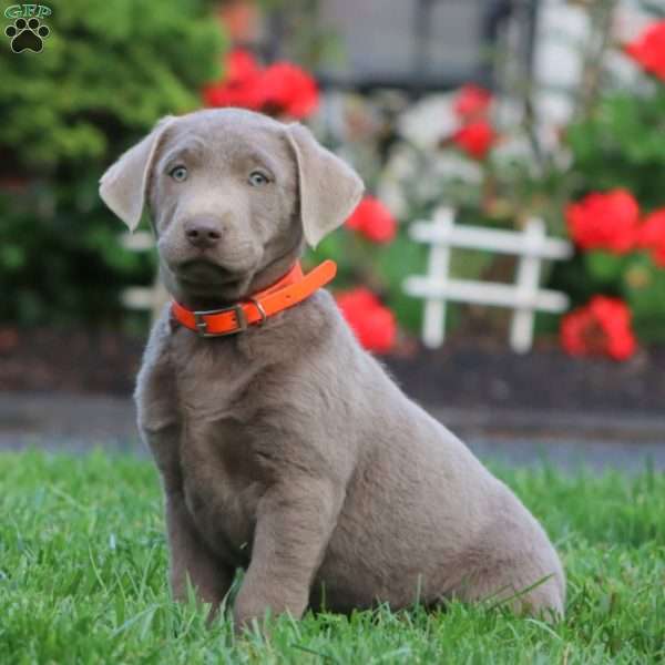 Carter, Silver Labrador Retriever Puppy