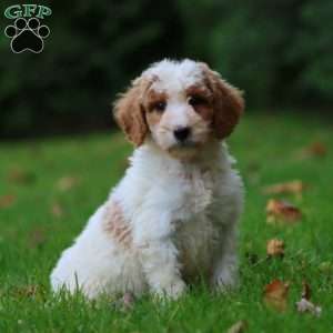 Carter, Goldendoodle Puppy