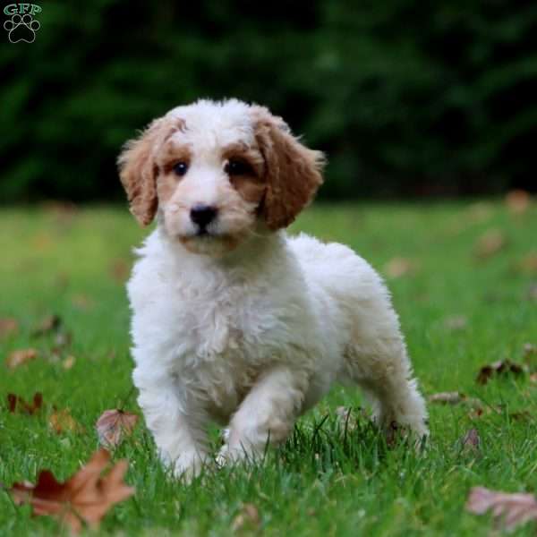 Carter, Goldendoodle Puppy