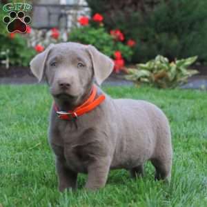 Carter, Silver Labrador Retriever Puppy