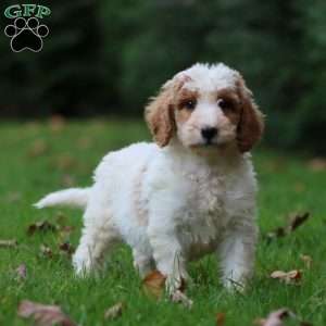 Carter, Goldendoodle Puppy
