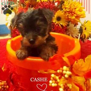 Cashe, Yorkie Puppy