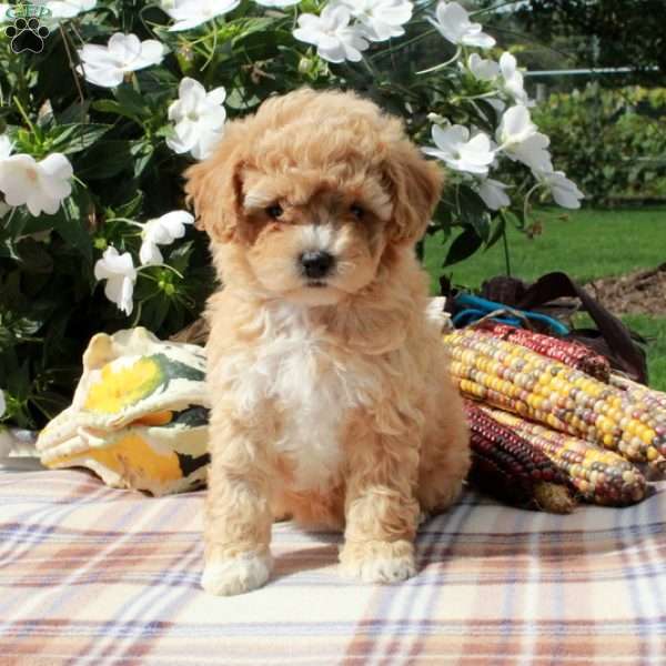 Cassie, Cavapoo Puppy