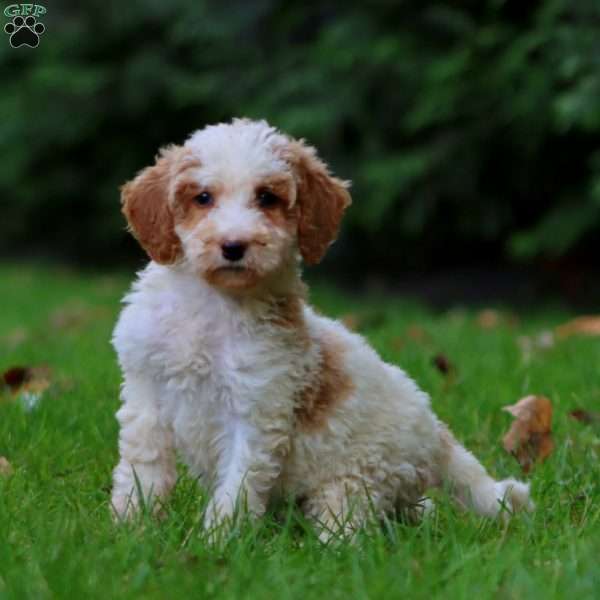 Cassie, Goldendoodle Puppy