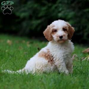 Cassie, Goldendoodle Puppy