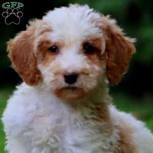 Cassie, Goldendoodle Puppy