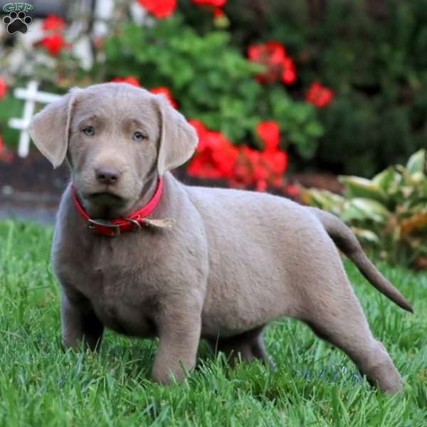 Cathy, Silver Labrador Retriever Puppy