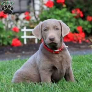 Cathy, Silver Labrador Retriever Puppy