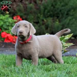 Cathy, Silver Labrador Retriever Puppy