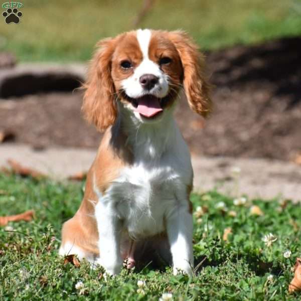 Chuck, Cavalier King Charles Spaniel Puppy