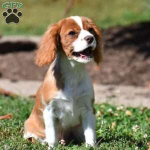Chuck, Cavalier King Charles Spaniel Puppy