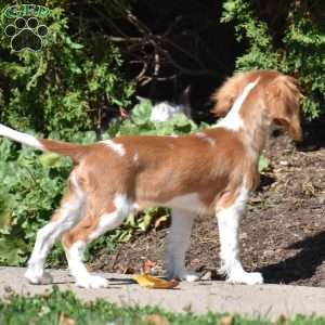 Chuck, Cavalier King Charles Spaniel Puppy