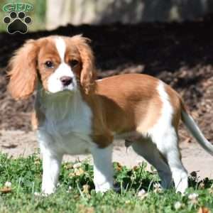 Chuck, Cavalier King Charles Spaniel Puppy