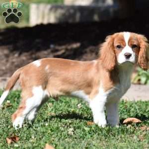 Chuck, Cavalier King Charles Spaniel Puppy