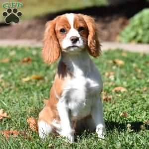 Chuck, Cavalier King Charles Spaniel Puppy