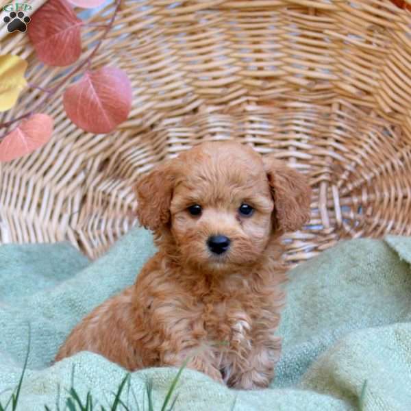 Cayde, Mini Goldendoodle Puppy