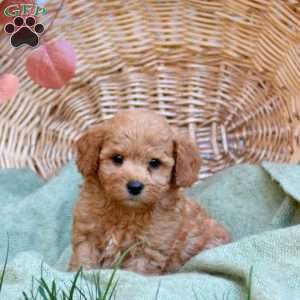 Cayde, Mini Goldendoodle Puppy