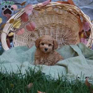 Cayde, Mini Goldendoodle Puppy