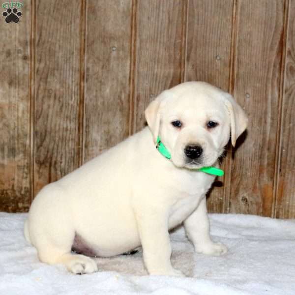 Cayla, Yellow Labrador Retriever Puppy