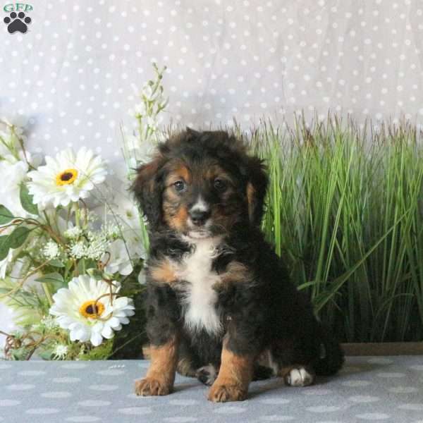 Cayla, Mini Bernedoodle Puppy