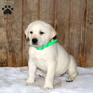Cayla, Yellow Labrador Retriever Puppy