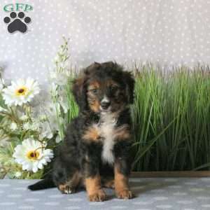 Cayla, Mini Bernedoodle Puppy