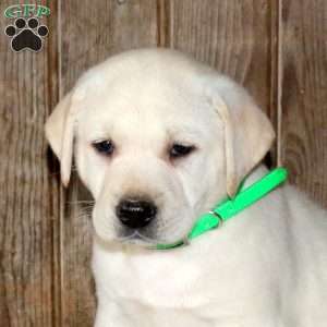 Cayla, Yellow Labrador Retriever Puppy