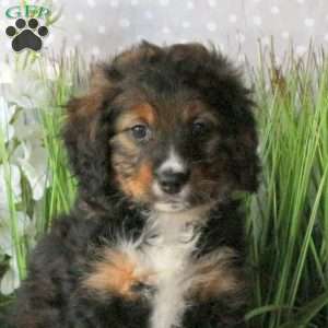 Cayla, Mini Bernedoodle Puppy