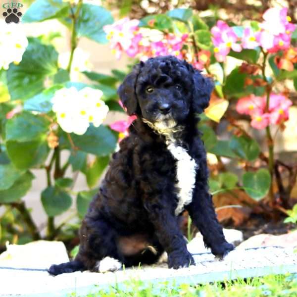 Cayson, Miniature Poodle Puppy