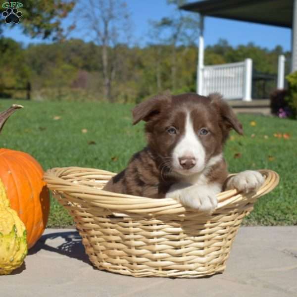 Cedar, Border Collie Puppy