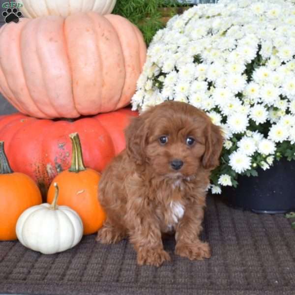 Cedar, Cavapoo Puppy