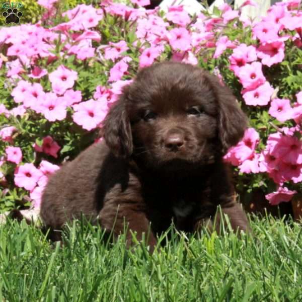 Chad, Newfoundland Puppy