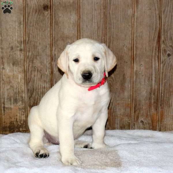 Chai, Yellow Labrador Retriever Puppy