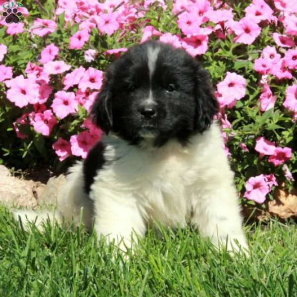 Chai, Newfoundland Puppy