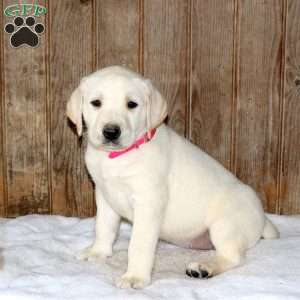 Chai, Yellow Labrador Retriever Puppy
