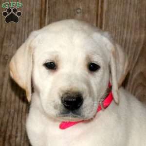 Chai, Yellow Labrador Retriever Puppy