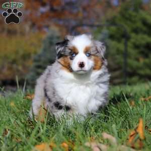 Champ, Miniature Australian Shepherd Puppy
