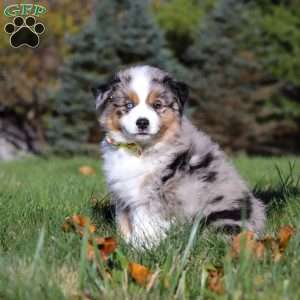 Champ, Miniature Australian Shepherd Puppy