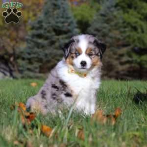 Champ, Miniature Australian Shepherd Puppy