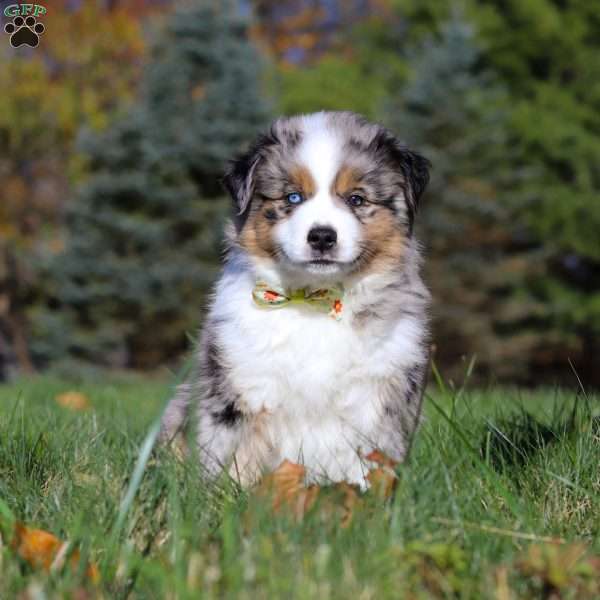 Champ, Miniature Australian Shepherd Puppy