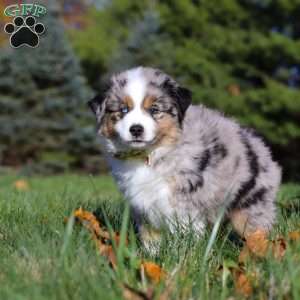 Champ, Miniature Australian Shepherd Puppy