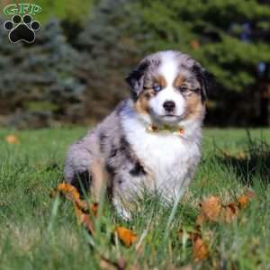 Champ, Miniature Australian Shepherd Puppy