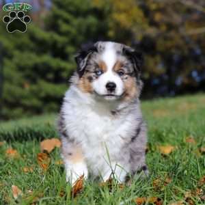 Champ, Miniature Australian Shepherd Puppy