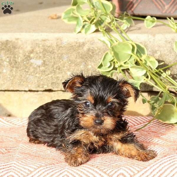 Champ, Yorkie Puppy