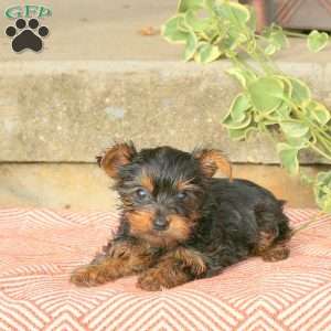 Champ, Yorkie Puppy