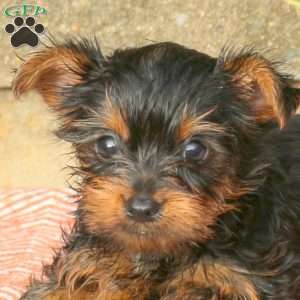 Champ, Yorkie Puppy