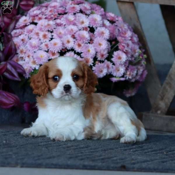 Champ, Cavalier King Charles Spaniel Puppy