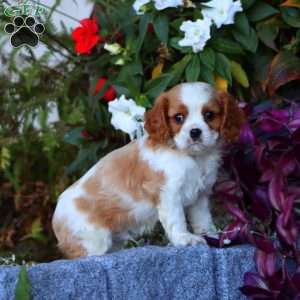 Champ, Cavalier King Charles Spaniel Puppy