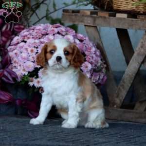 Champ, Cavalier King Charles Spaniel Puppy